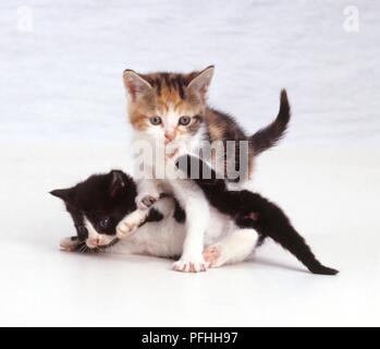 Deux petites écaille et blanc et noir et blanc chatons jouant Banque D'Images