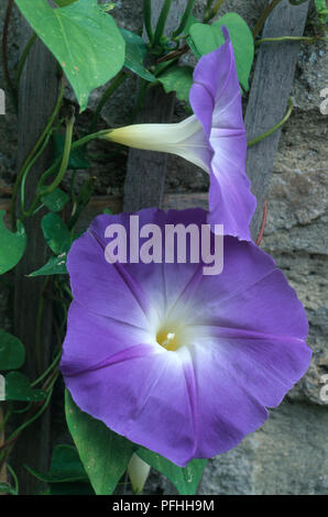 Ipomoea tricolor 'Heavenly Blue' (Morning Glory), plante grimpante, montrant deux têtes de fleurs bleu et blanc et feuilles vertes, contre un mur, close-up Banque D'Images