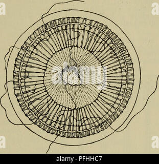 Ce guide de la faune danoise se concentre sur les espèces avec des bulbes de tentacules distinctifs et des pores d'excrétion, trouvés chez diverses espèces avec différents nombres de tentacules. Le guide offre des descriptions détaillées d'espèces comme *Quorea forskalea*, contribuant à la biologie marine. Banque D'Images