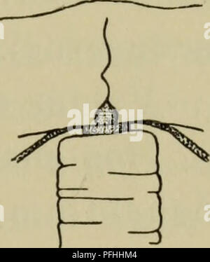 Cette entrée de *Danmarks fauna* décrit la faune du Danemark, en se concentrant sur la vie marine. Il met en évidence des espèces telles que Margeliderne, décrivant leurs caractéristiques physiques et leurs rôles écologiques dans les eaux danoises. Banque D'Images