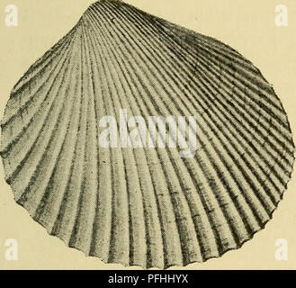 Cette entrée de 'Danmarks fauna' décrit le Cardium minimum, un bivalve que l'on trouve couramment dans les zones profondes du Skagerrak et dans certaines parties du Kattegat. L'espèce est enregistrée dans des substrats mixtes à des profondeurs d'environ 30 mètres. Banque D'Images