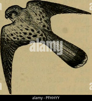 Ce texte décrit la crécerelle (Falco tinnunculus), un rapace commun trouvé dans tout le Danemark. C'est un oiseau de proie qui se nourrit principalement de petits mammifères, comme les campagnols et les lemmings, et est un habitant fréquent des forêts et des terres ouvertes. Banque D'Images