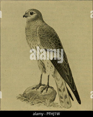 Cette entrée tirée de 'Danmarks Fauna' décrit les caractéristiques physiques de l'aigle moins tacheté (Circus pygargus), y compris sa couleur de plumage et ses caractéristiques d'identification. Le texte souligne les marques distinctives de l’oiseau et les variations saisonnières du plumage. Banque D'Images