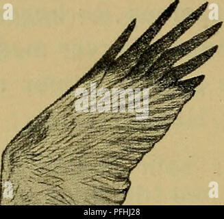 Cette œuvre danoise décrit les schémas de chasse et de vol du Circus aeruginosus, ou marais harrier. Le texte se concentre sur son comportement de chasse, y compris son schéma de vol distinctif et ses vocalisations, fournissant un aperçu du comportement et de l’habitat de l’oiseau. Banque D'Images