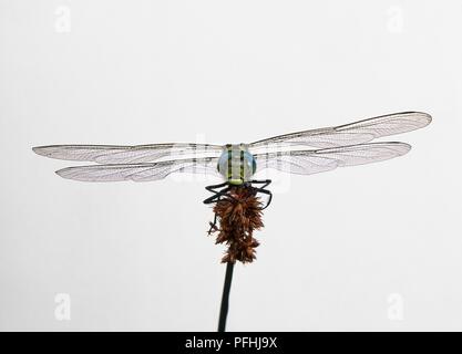 Le sud de hawker dragonfly (Aeshna cyanea) perching on plante, à l'avant Banque D'Images