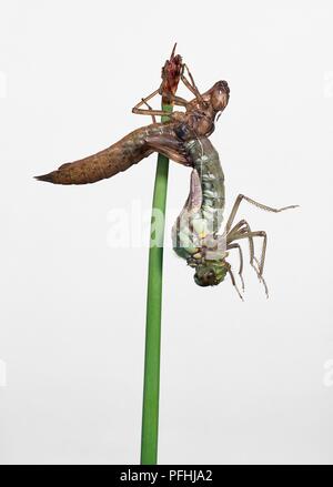 Le sud de hawker dragonfly (Aeshna cyanea) émergeant de la peau de nymphe Banque D'Images