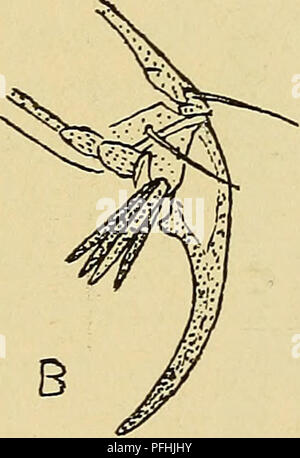 Ce guide illustré de la faune danoise fournit des descriptions détaillées de diverses espèces, dont l’Orectochilus, un type d’insecte. Le guide présente des illustrations anatomiques, avec un accent sur la morphologie et le comportement des espèces présentes dans les écosystèmes danois. Banque D'Images