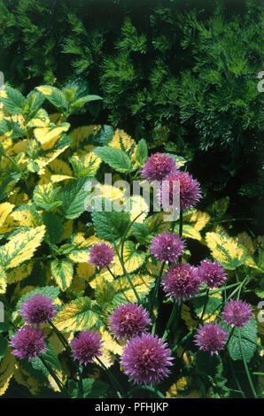 Melissa officinalis 'Aurea' (mélisse), violet fleurs et feuilles panachées, close-up Banque D'Images