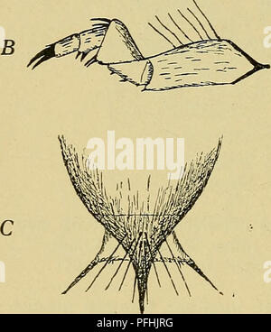 Ce guide illustré de la faune danoise présente des études détaillées sur des espèces comme Noterus Clairv. et autres organismes aquatiques. La recherche porte sur la taxonomie, le comportement et le rôle de ces espèces dans les écosystèmes danois. Banque D'Images