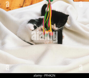 Deux chatons noir et blanc jouant avec des rubans colorés suspendus sur une couverture, vue de face. Banque D'Images