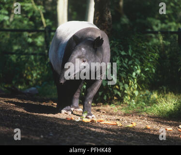 Tapir, Tapirus indicus, avec la tête inclinée sur le côté, debout sur la masse forestière parsemée de carottes. Banque D'Images