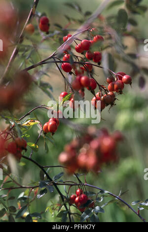 Grappes de fruits rouges poussant sur rosier, Close up. Banque D'Images