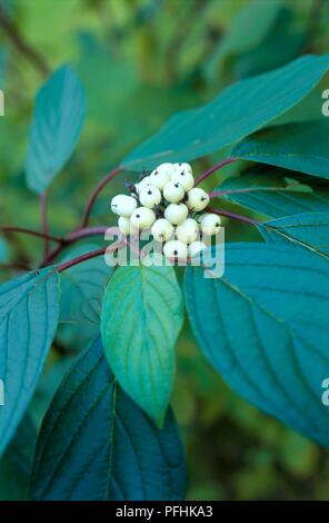 (Cornus sericea cornouiller stolonifère), grappe de baies blanc sur rouge, tiges et feuilles vertes, close-up Banque D'Images