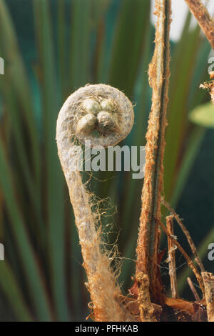 Didymochlaena truncatula, crosses, close-up Banque D'Images