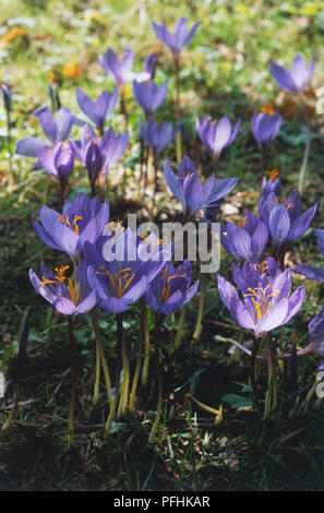 Crocus speciosus, fleurs à tiges longues et étroites, close-up Banque D'Images