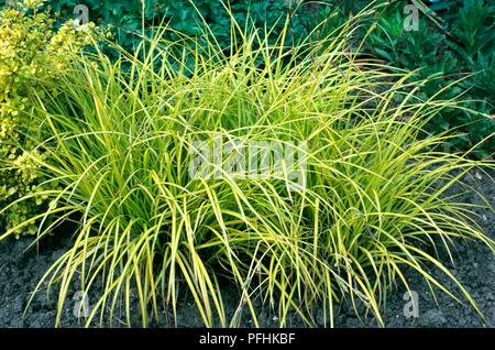 Carex elata 'Aurea' (Carex), feuilles vertes Banque D'Images