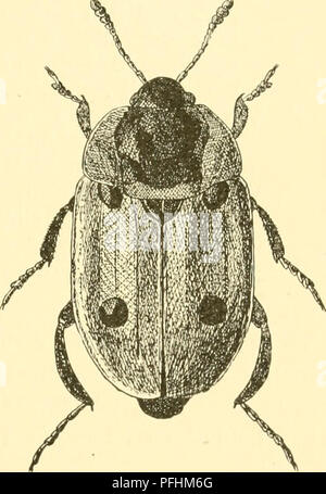 Cette entrée de Danmarks fauna décrit le coléoptère X. quadripunctata, notant ses caractéristiques physiques, telles que le renflement noir de l'épaule et les bosses plates sur son dos. La taille du coléoptère et la structure de ses ailes antérieures sont également détaillées. Banque D'Images