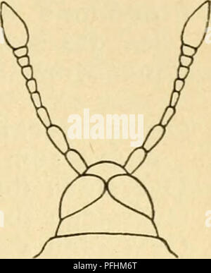 Cette entrée de 'Danmarks Fauna' décrit diverses espèces de coléoptères, en particulier le Rhynchophorus pulicarius. Il fournit des illustrations détaillées et des descriptions anatomiques, offrant des informations précieuses sur les caractéristiques des coléoptères dans la faune du Danemark, avec un accent sur leurs caractéristiques physiques et leur classification. Banque D'Images