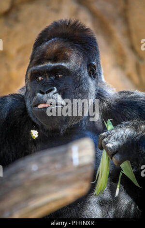 Silverback gorilla Banque D'Images