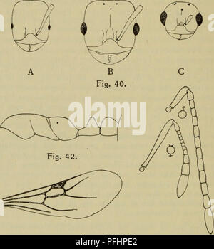 . Illustrerede haandbøger la faune ; den danske plus dyreverden... 82 4. Monomorium Mayr. Den artsrige Slaegt er udbredt de plus tempererede varme og Lande je hele Verden. Hos os er der kun prise en kosmopolitisk vous pouvez facilement l'Art, som i mod- saetning Slaegtninge sine til til titulaire je Huse. 1. M.pharaonis (L.) (Faraomyren). $ $ og : Størrelses forskellen- at à Kaster er ret. betydelig Er tydelig Hovedet - politiske kriterier fin bredt hos, Arbejderne Hunnerne medens hos det er omtrent asa bredt som har det, langt parallelle, naesten ais Sider,. Fig. 43. Fig. 41. Monomorium pharaonis. Fig. 40. Hoved af Banque D'Images