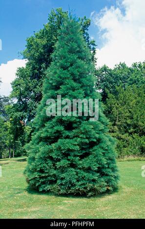 Metasequoia glyptostroboides (Aube) redwood tree Banque D'Images