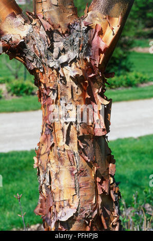 Peeling écorce d'Acer griseum (Paperbark maple), close-up Banque D'Images