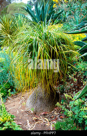 Beaucarnea recurvata (pied d'éléphant ou Palm Ponytail Palm), montrant des feuilles vertes et base bulbeuse Banque D'Images