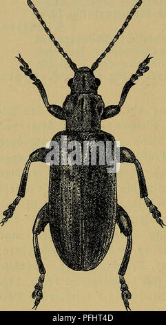 Ce guide de la faune danoise illustre l'iris jaune (Iris pseudacorus), une plante trouvée au Danemark. L'image met en évidence sa croissance saisonnière, fleurissant en mai et juin, et donne un aperçu de son habitat et de ses caractéristiques. La plante hiverne sous la forme de sa fleur mature. Banque D'Images