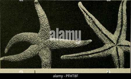 Cette entrée de 'Danmarks fauna' décrit la vie marine, en particulier l'espèce Henricia sanguinolenta, communément connue sous le nom d'étoile du sang. L'espèce présente de fortes variations de couleur et se trouve à différentes profondeurs d'eau. Il est remarquable pour les soins maternels, la mère s'attachant à une surface pour protéger ses petits. Ce travail est une ressource précieuse pour comprendre la biodiversité marine du Danemark. Banque D'Images