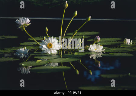 USA, Ohio, Missouri Botanical Garden, nénuphars, front view Banque D'Images