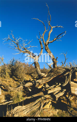 USA, Colorado, Parc National Black Canyon of the Gunnison, Juniperus scopulorum, rocky mountain juniper tree at sunset, low angle view Banque D'Images