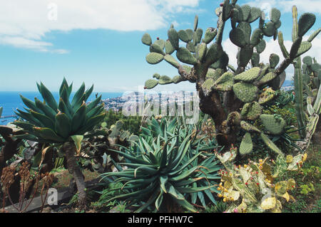 Le sud-ouest de l'Europe, Portugal, Madère, Funchal, Jardim Botanico (jardins botaniques), les cactus et les succulentes Banque D'Images