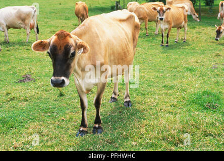 Les vaches Jersey brun avec taches noires sur leur tête dans les champs, vue avant Banque D'Images