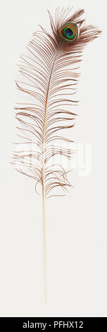 Plume de paon, vue de face. Banque D'Images