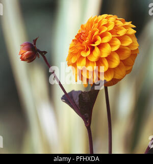 Dahlia sp., orange Dahlia flowerhead et bud, Close up. Banque D'Images