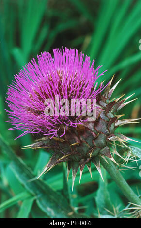 Cynara cardunculus, cardons, artichauts, 'chardon' close up. Banque D'Images