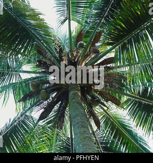 Cocos nucifera, cocotier, vue de dessous. Banque D'Images