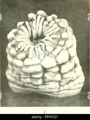 . L'Ingolf danois-expédition. Les animaux marins -- les régions de l'Arctique ; les expéditions scientifiques ; les régions de l'Arctique. . Veuillez noter que ces images sont extraites de la page numérisée des images qui peuvent avoir été retouchées numériquement pour plus de lisibilité - coloration et l'aspect de ces illustrations ne peut pas parfaitement ressembler à l'œuvre originale.. Ingolf-Expedition danois (1895-1896) ; Københavns universitet. Zoologisk museum. H. Hagerup Copenhague Banque D'Images