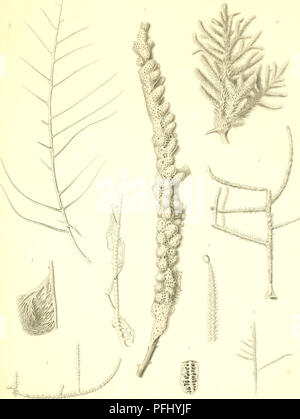 L’expédition danoise Ingolf (1895-1896) a étudié les animaux marins dans les régions arctiques, contribuant ainsi à notre compréhension de la biodiversité marine arctique et à l’exploration scientifique dans les milieux polaires. Banque D'Images