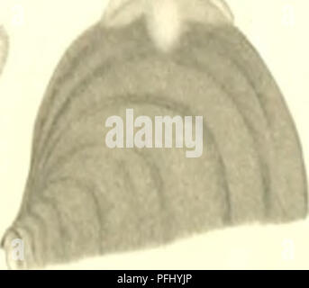 . L'Ingolf danois-expédition. Les animaux marins -- les régions de l'Arctique ; les expéditions scientifiques ; les régions de l'Arctique. . Veuillez noter que ces images sont extraites de la page numérisée des images qui peuvent avoir été retouchées numériquement pour plus de lisibilité - coloration et l'aspect de ces illustrations ne peut pas parfaitement ressembler à l'œuvre originale.. Ingolf-Expedition danois (1895-1896) ; Københavns universitet. Zoologisk museum. H. Hagerup Copenhague Banque D'Images