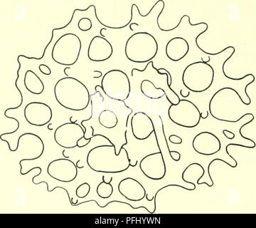 . L'Ingolf danois-expédition. Les animaux marins -- les régions de l'Arctique ; les expéditions scientifiques ; les régions de l'Arctique. . Veuillez noter que ces images sont extraites de la page numérisée des images qui peuvent avoir été retouchées numériquement pour plus de lisibilité - coloration et l'aspect de ces illustrations ne peut pas parfaitement ressembler à l'œuvre originale.. Ingolf-Expedition danois (1895-1896) ; Københavns universitet. Zoologisk museum. H. Hagerup Copenhague Banque D'Images
