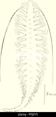 . L'Ingolf danois-expédition. Les animaux marins -- les régions de l'Arctique ; les expéditions scientifiques ; les régions de l'Arctique. . Veuillez noter que ces images sont extraites de la page numérisée des images qui peuvent avoir été retouchées numériquement pour plus de lisibilité - coloration et l'aspect de ces illustrations ne peut pas parfaitement ressembler à l'œuvre originale.. Ingolf-Expedition danois (1895-1896) ; Københavns universitet. Zoologisk museum. H. Hagerup Copenhague Banque D'Images