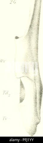 . L'Ingolf danois-expédition. Les animaux marins -- les régions de l'Arctique ; les expéditions scientifiques ; les régions de l'Arctique. Rd Td Td. Veuillez noter que ces images sont extraites de la page numérisée des images qui peuvent avoir été retouchées numériquement pour plus de lisibilité - coloration et l'aspect de ces illustrations ne peut pas parfaitement ressembler à l'œuvre originale.. Ingolf-Expedition danois (1895-1896) ; Københavns universitet. Zoologisk museum. H. Hagerup Copenhague Banque D'Images
