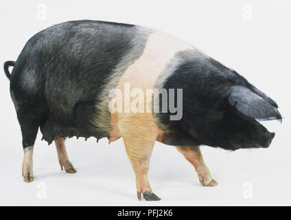 Une femelle British Saddleback cochon (Sus domestica), un cochon noir et blanc, side view Banque D'Images