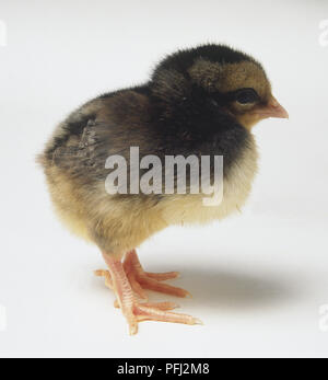 Argent-gris Dorking Chick (Gallus gallus), side view Banque D'Images