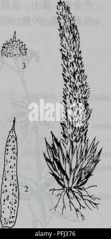 Ce travail botanique chinois, 'Da Bie Shan Zhi Wu Zhi', fournit des descriptions détaillées des plantes trouvées dans la région de Bie Shan en Chine, en se concentrant sur leurs propriétés médicinales et écologiques. C'est une ressource importante pour comprendre la flore locale de la région. Banque D'Images