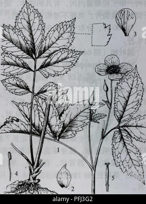 'Da Bie Shan Zhi Wu Zhi' est un texte botanique axé sur les plantes de la région de Da Bie Mountain en Chine. Il décrit des espèces végétales de la famille des Papaveraceae et d'autres flores régionales. Le livre contient des illustrations botaniques détaillées et des descriptions, visant à fournir une compréhension approfondie des espèces végétales locales. Banque D'Images