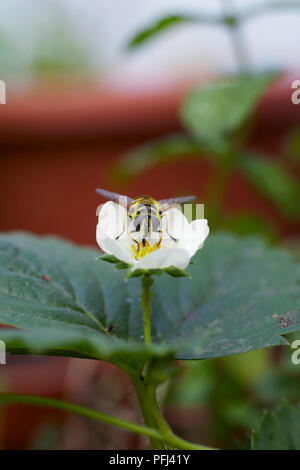 Hover fly tricheuse fleur de fraisier Banque D'Images