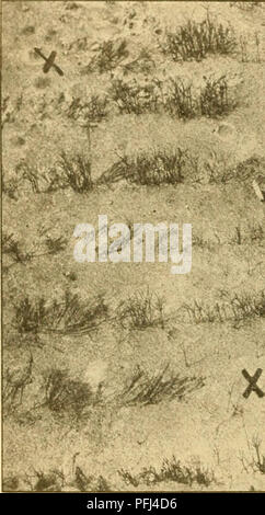 . La fonte des semis dans les pépinières forestières. Les maladies des plantes, les arbres. BULLETIN 10 934, U.S. DEPARTMENT OF AGRICULTURE. L'observation de leur croissance continue (fig. 6). Un article récemment trouvés (2.""0 montre thai Biittner avait déjà fait la même lros de démonstration de récupération des malades-racine de conifères. Observations sur les plantules d'olive en 1916 ont révélé des cas de pourriture des racines qui ont été partiellement récupérer en envoyant des branches de racines latérales. (4) à]&gt ; amortissement : Tin- cotylédons ou dans la partie supérieure de la tige sont envahis par tiu1 parasite, parfois avant la pause des semis dans le sol. L'infec- tion Banque D'Images