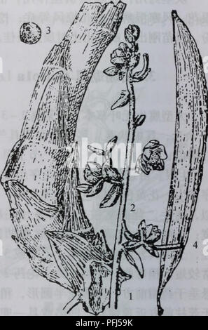 Illustration botanique tirée de l'œuvre chinoise 'Da Bie Shan Zhi Wu Zhi', montrant la plante Galeola matsudai, une espèce d'orchidée originaire d'Asie. Il décrit les conditions de croissance spécifiques de la plante et son habitat écologique, avec des annotations détaillées sur ses caractéristiques, telles que la couleur des fleurs et la structure des feuilles. Banque D'Images